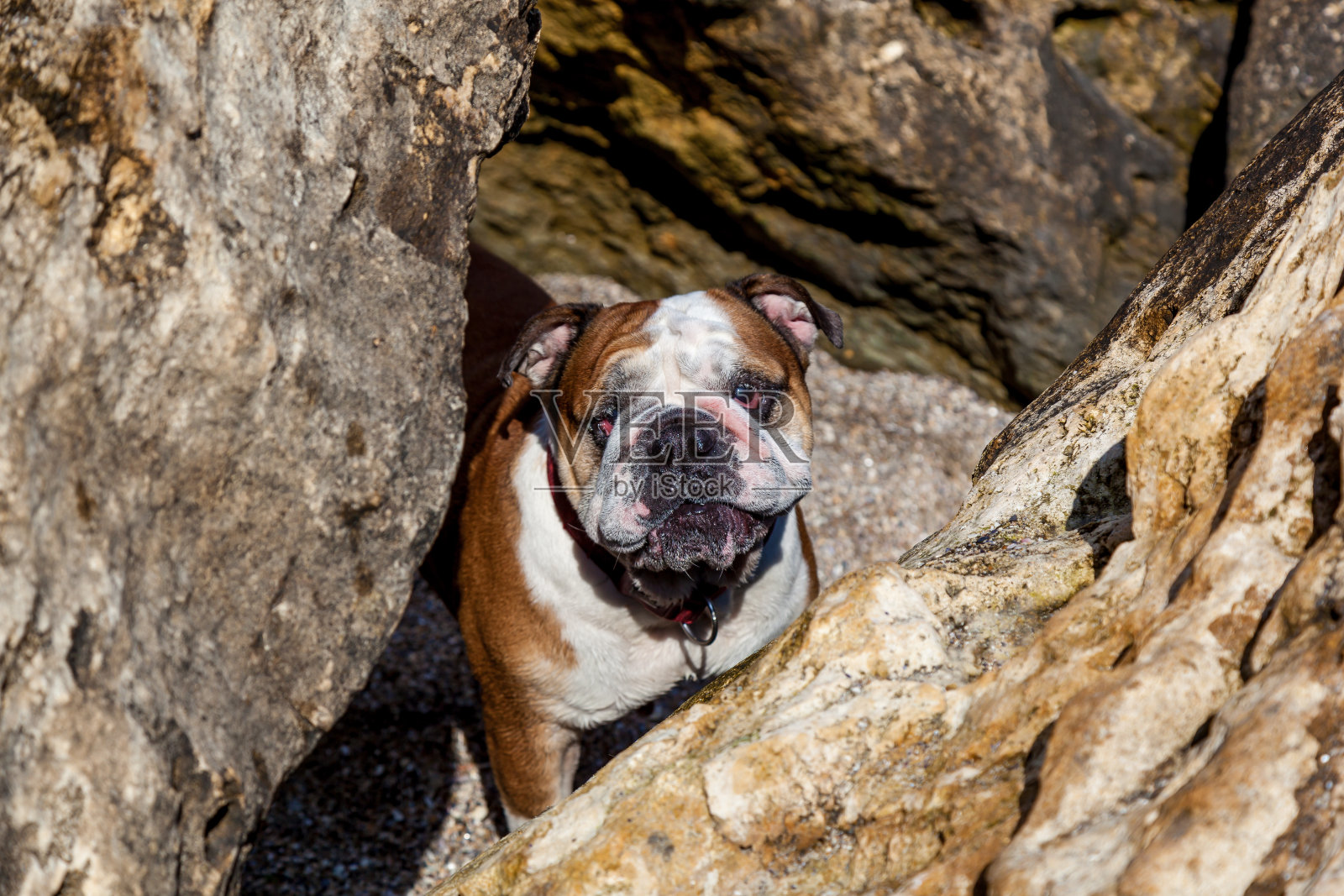 一张红色英国斗牛犬的搞笑脸照片摄影图片