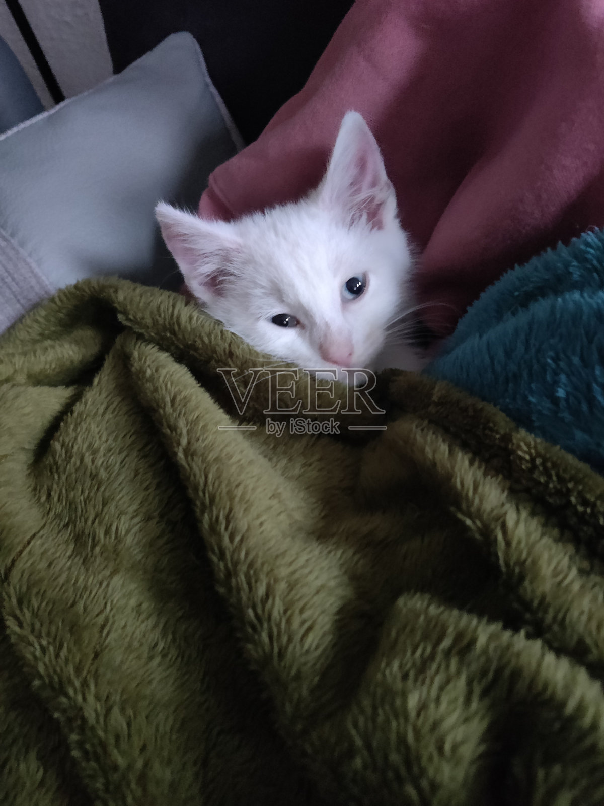 小白猫照片摄影图片