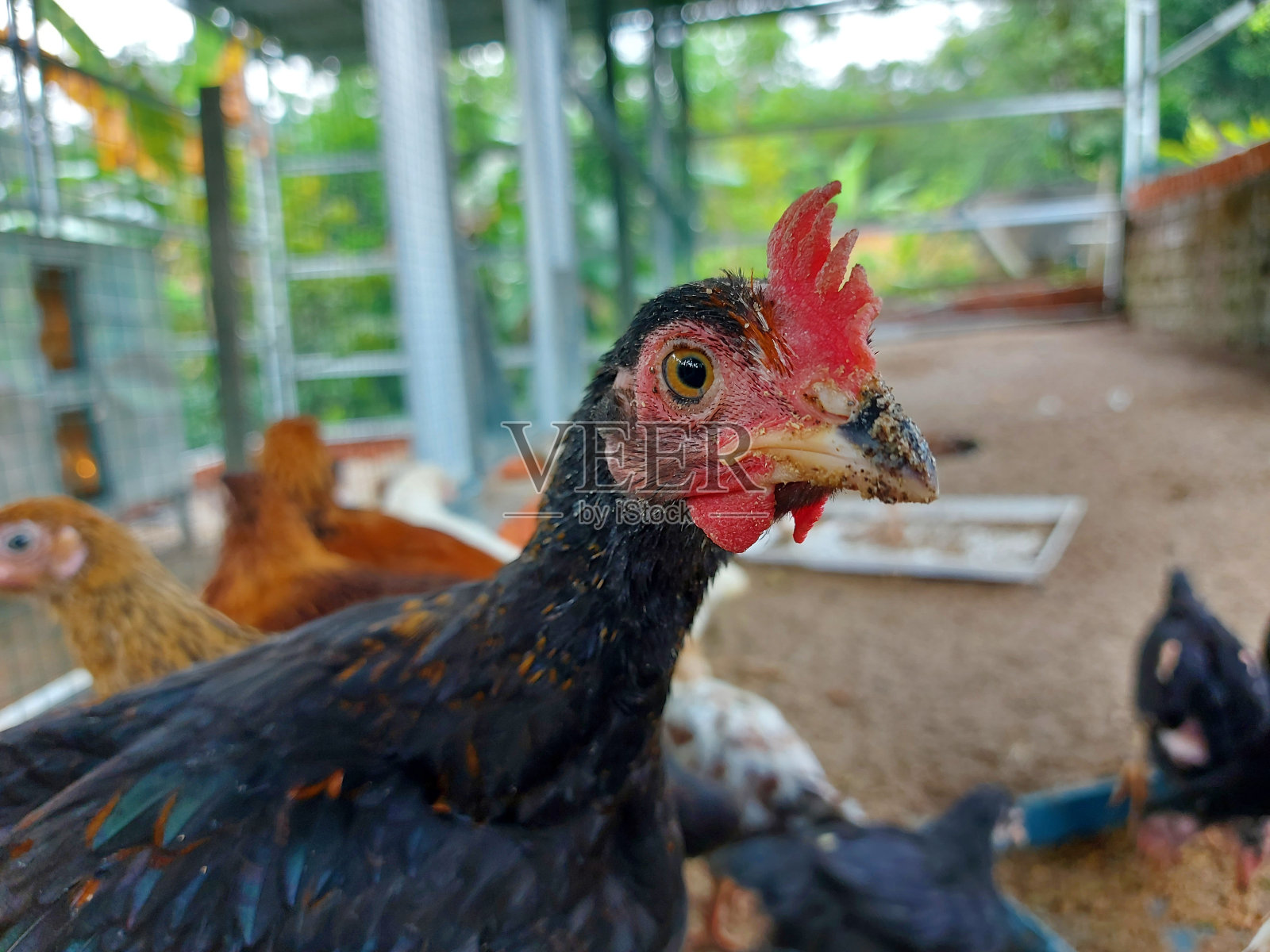 鸡笼里的黑母鸡照片摄影图片