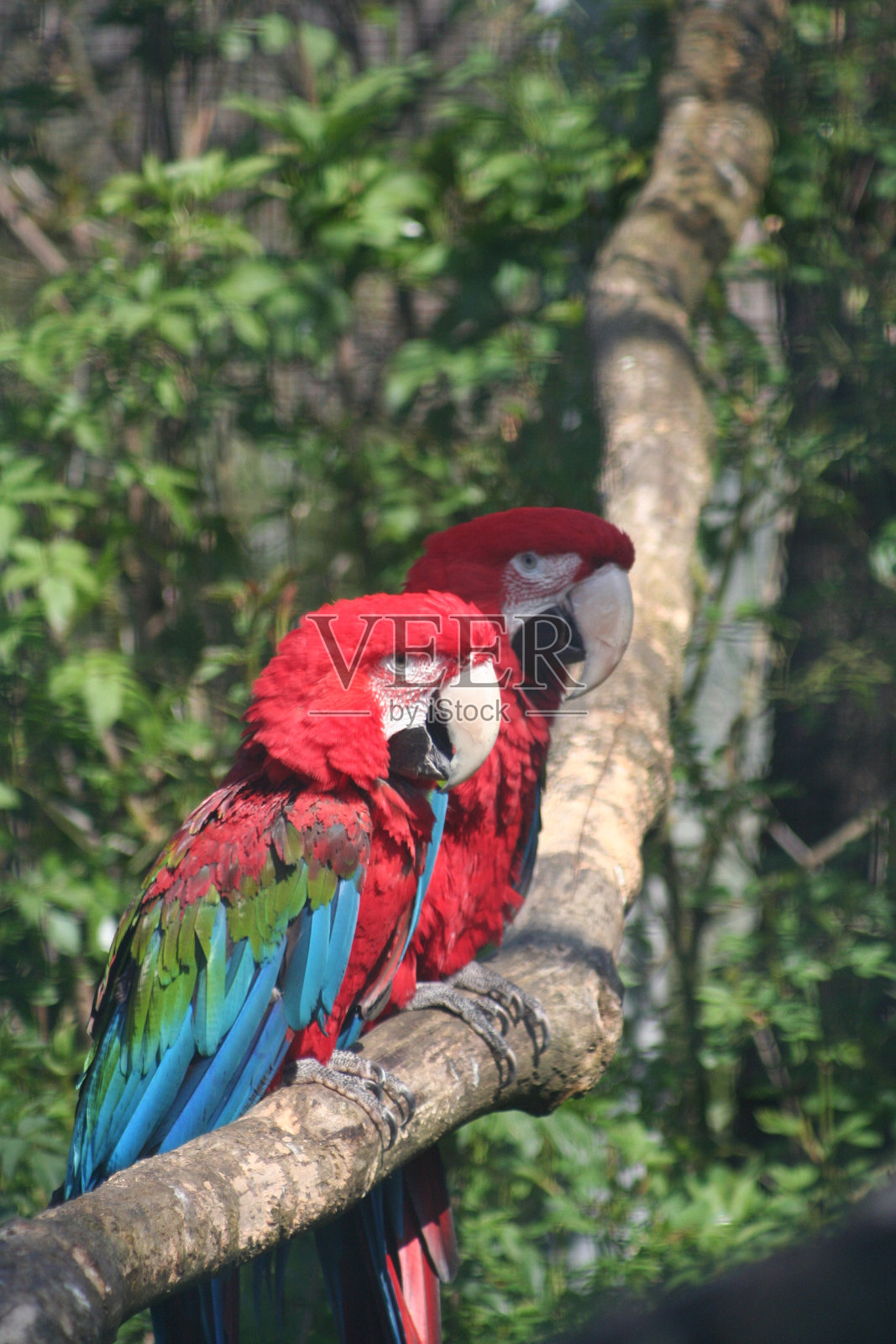 红金刚鹦鹉照片摄影图片