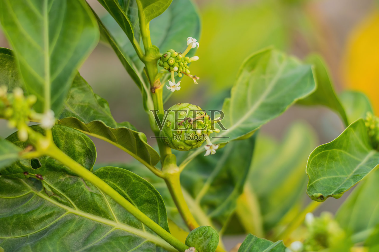 诺丽果或莫林达柑橘照片摄影图片