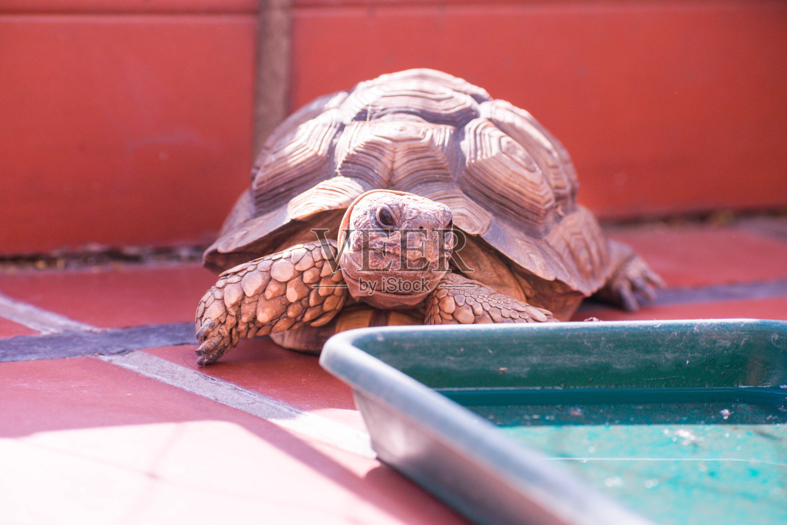 阿根廷陆龟(Chelonoidis chilensis)是非法野生动物贸易的受害者。受保护的物种照片摄影图片
