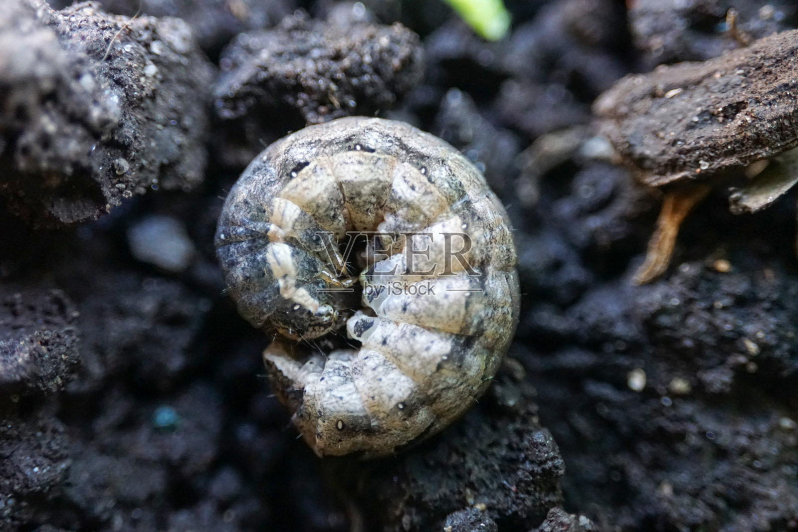 方斑蛾毛虫蜷缩起来照片摄影图片