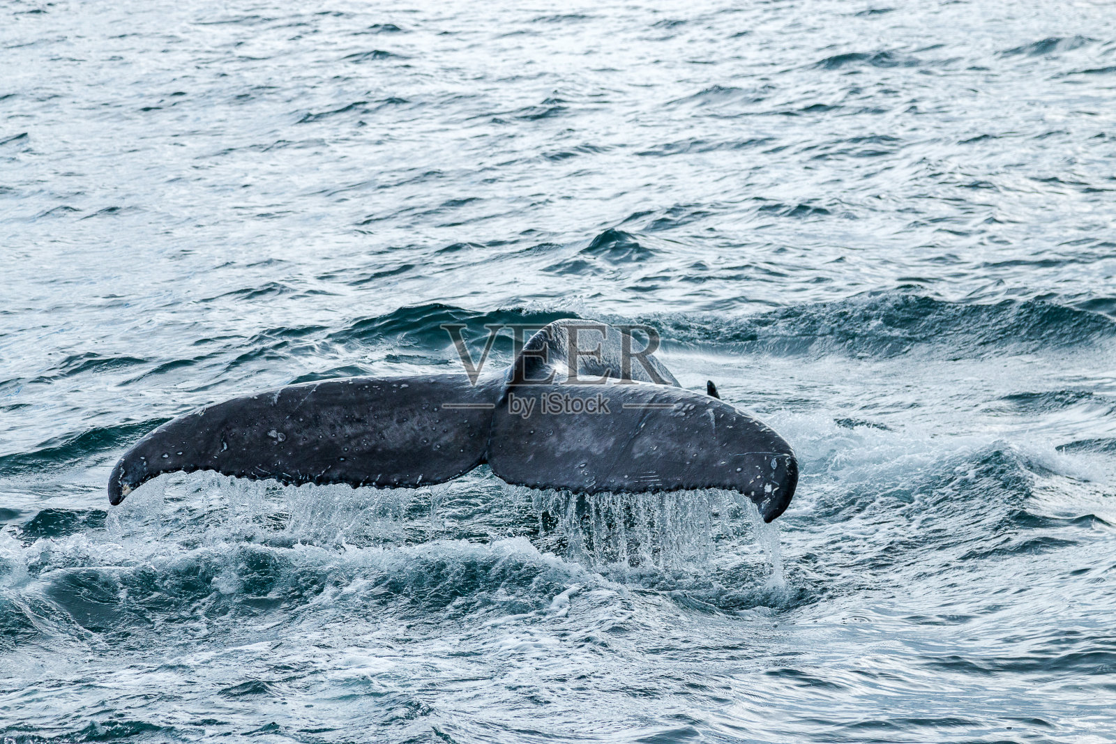 鲸鱼的尾巴照片摄影图片
