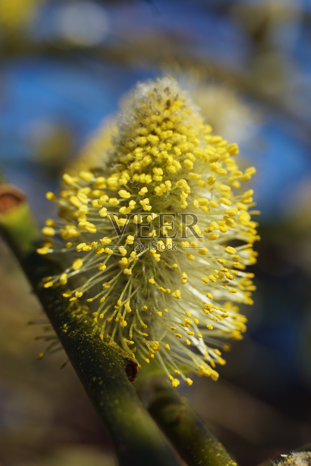 羊柳羽毛般的花蕾正在绽放照片摄影图片