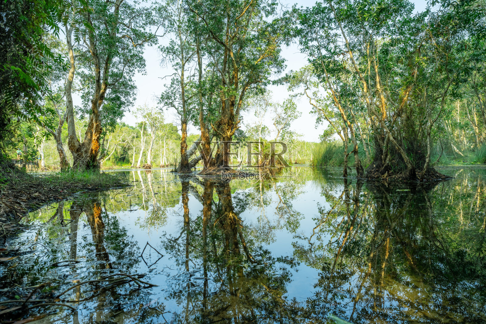 湿地森林中的白色白杨或枣树在水中反射。绿色植物园。淡水湿地。自然之美。水体。湿地中郁郁葱葱的绿色森林。环境一天。照片摄影图片