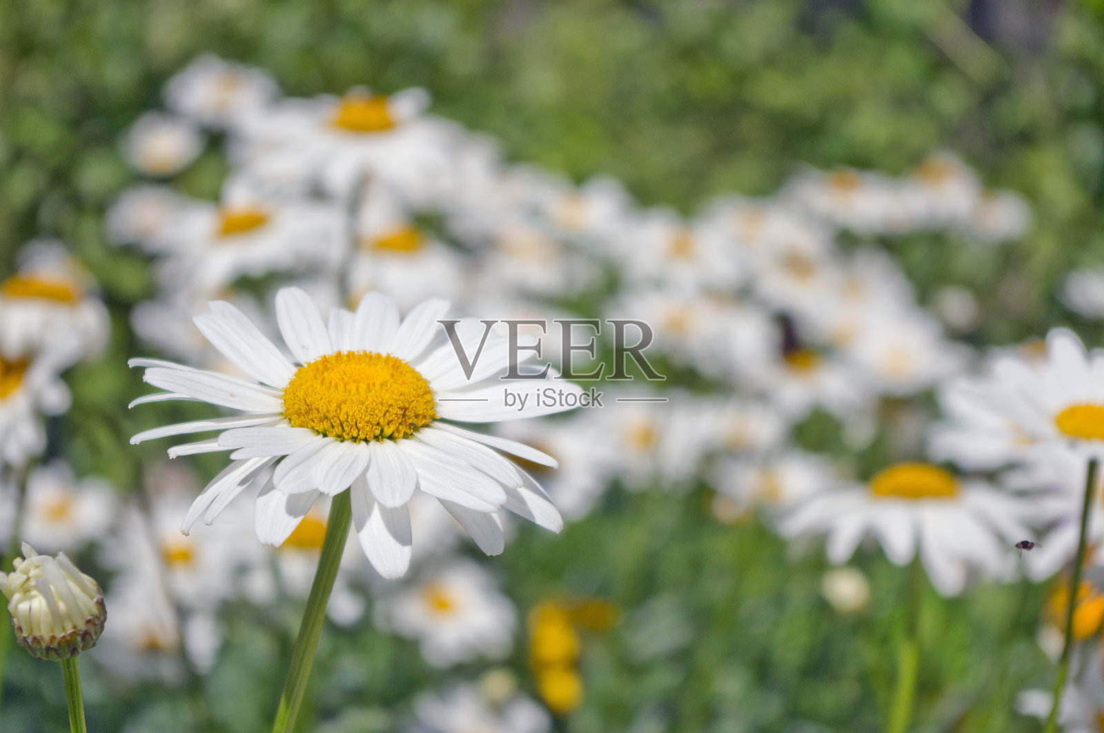 夏日田野里雏菊的背景照片摄影图片