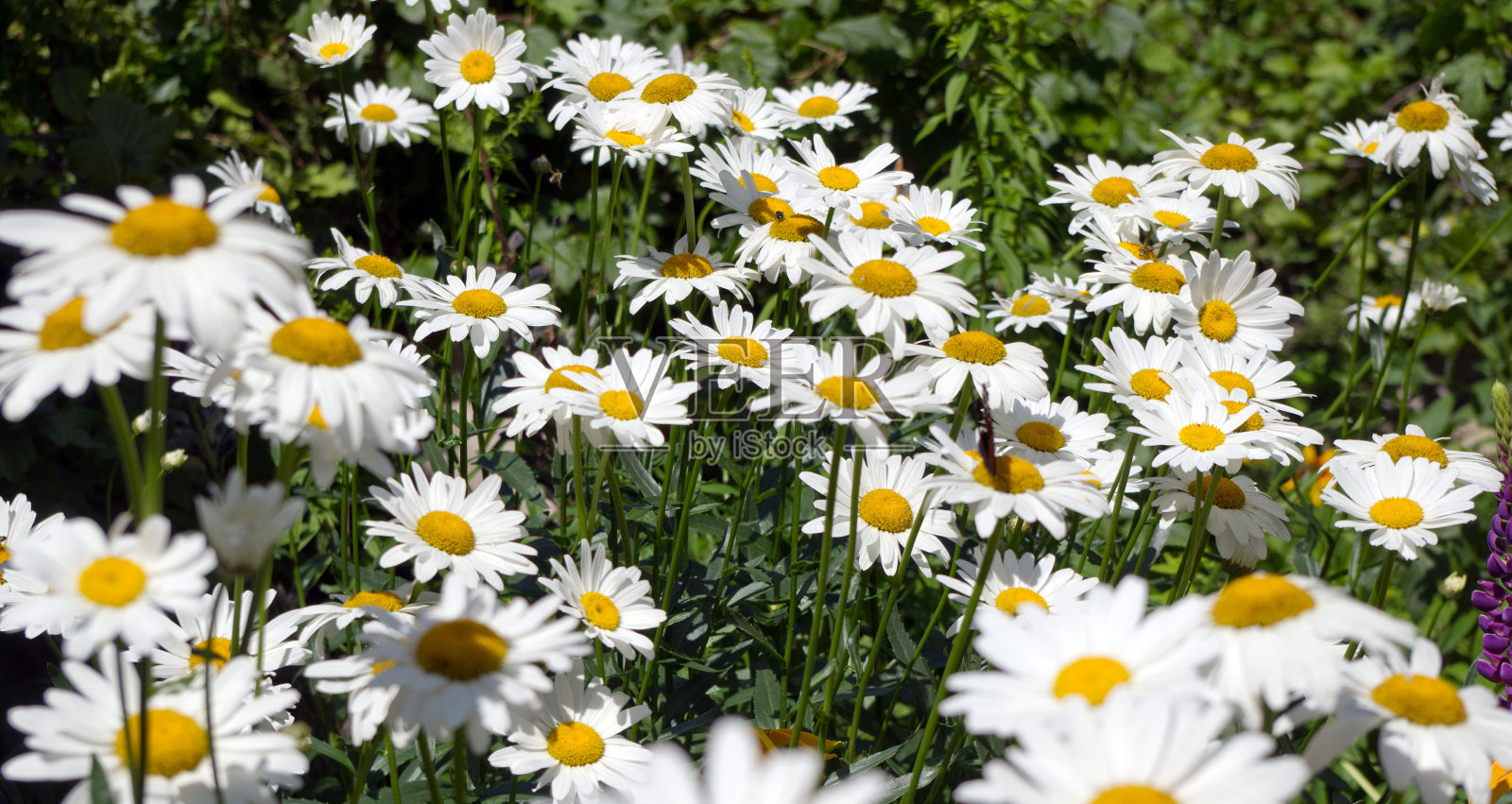 夏日田野里雏菊的背景照片摄影图片