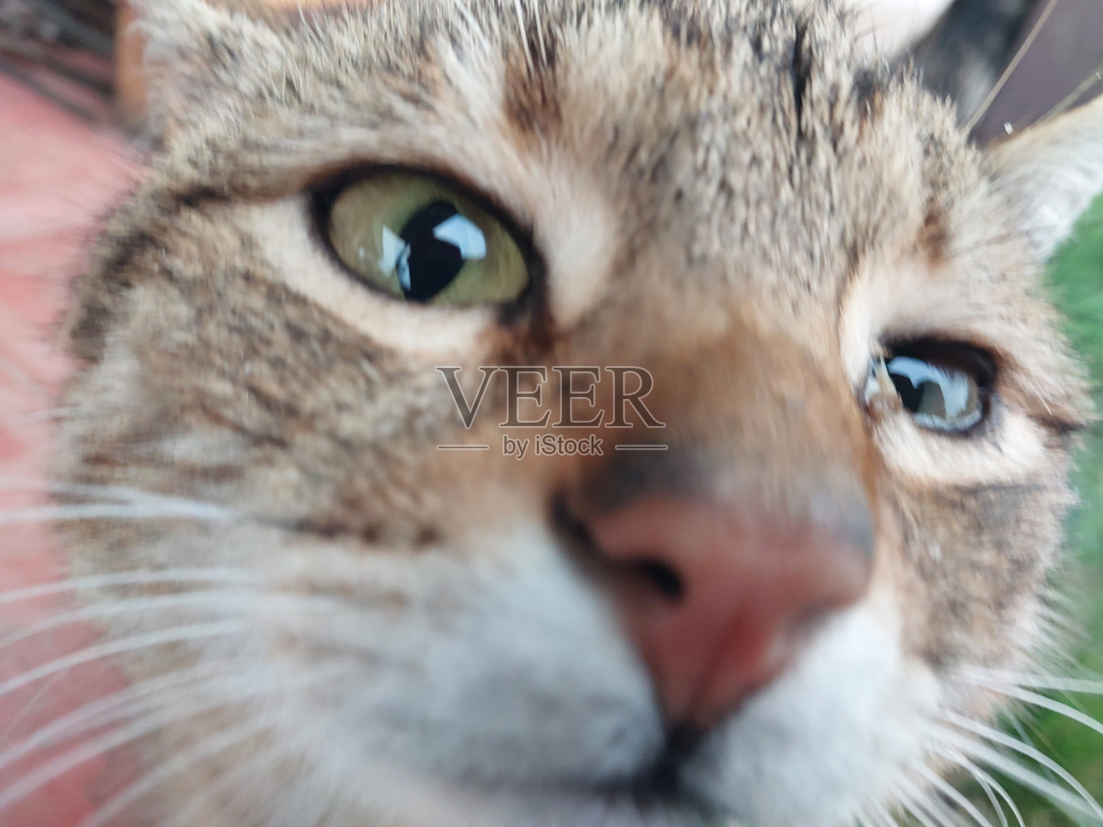 猫和猫住在房子附近照片摄影图片