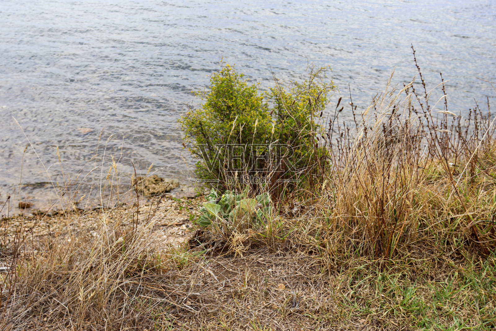 水边的草照片摄影图片
