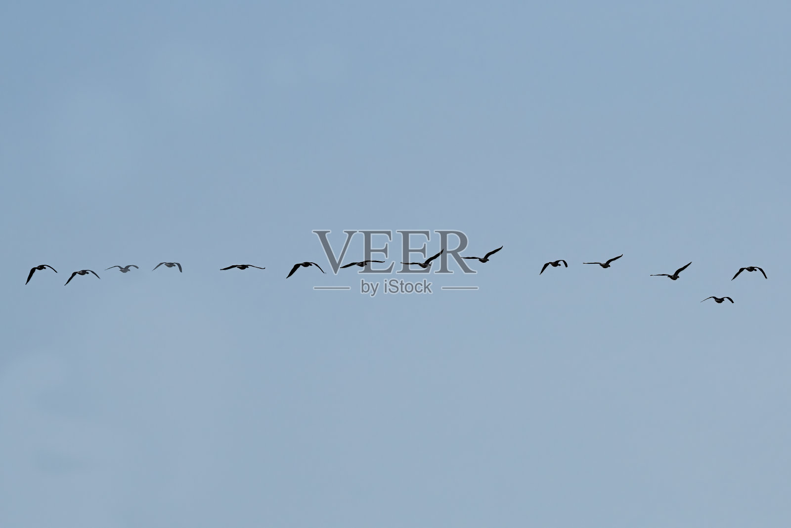 天空中美丽的鸟群照片摄影图片