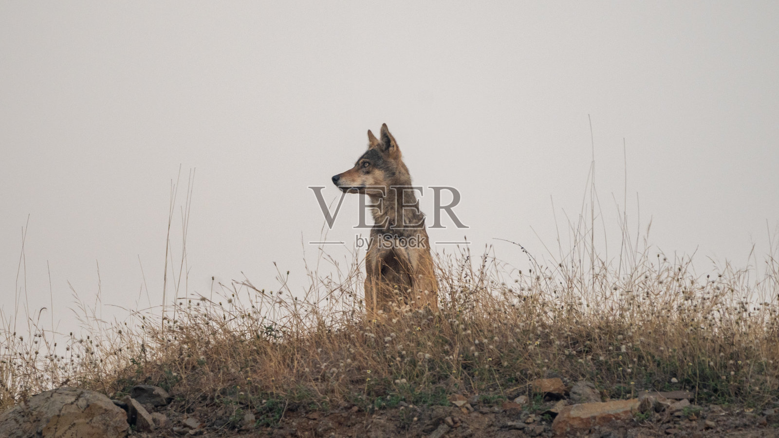 印度狼(犬科)照片摄影图片