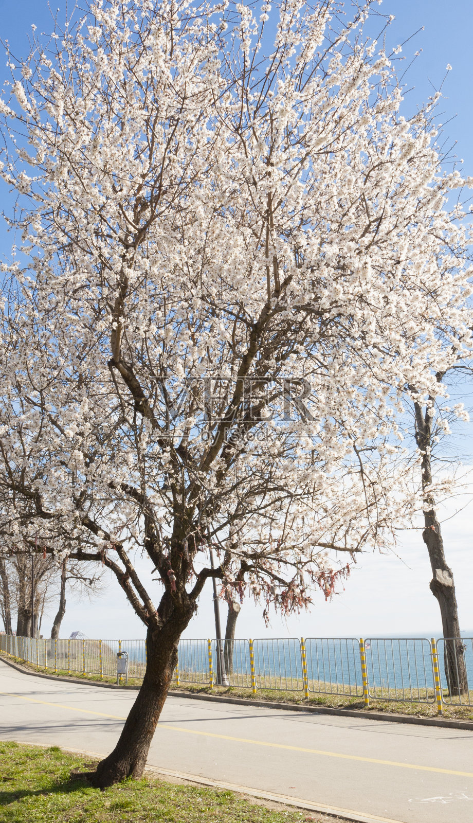 保加利亚瓦尔纳镇海滨公园里盛开的春树。照片摄影图片