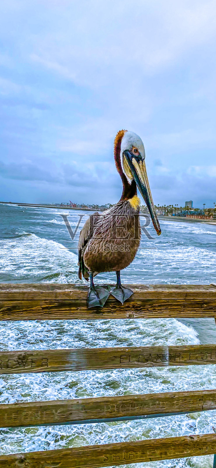 加州海边的鹈鹕照片摄影图片