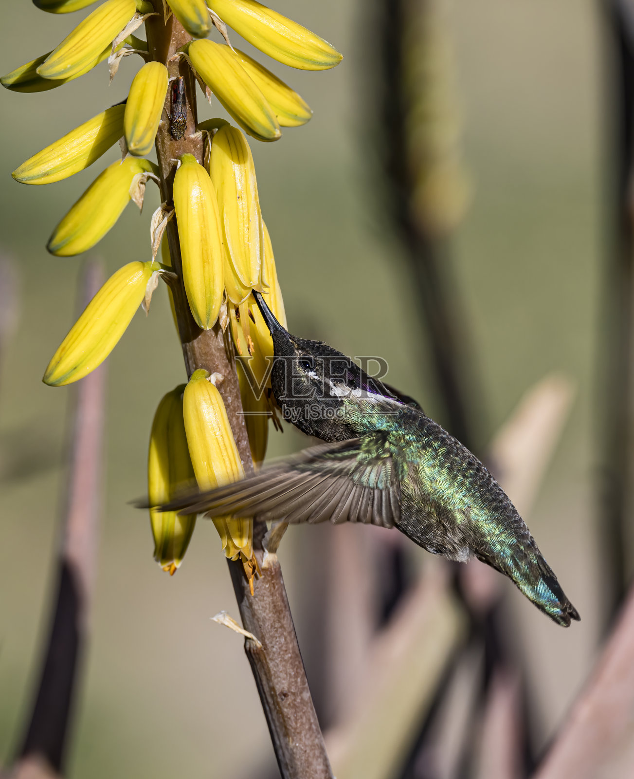 哥斯达黎加的蜂鸟，Calypte costae，是蜂鸟科Trochilidae中的一种鸟类。下加利福尼亚南部，墨西哥。照片摄影图片