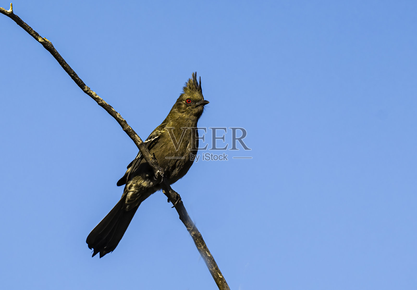 phainopepla或北phainopepla, phainopepla nitens，是主要在热带中美洲的绵蝇科(piliogonatidae)最北的代表。下加利福尼亚南部，墨西哥。照片摄影图片