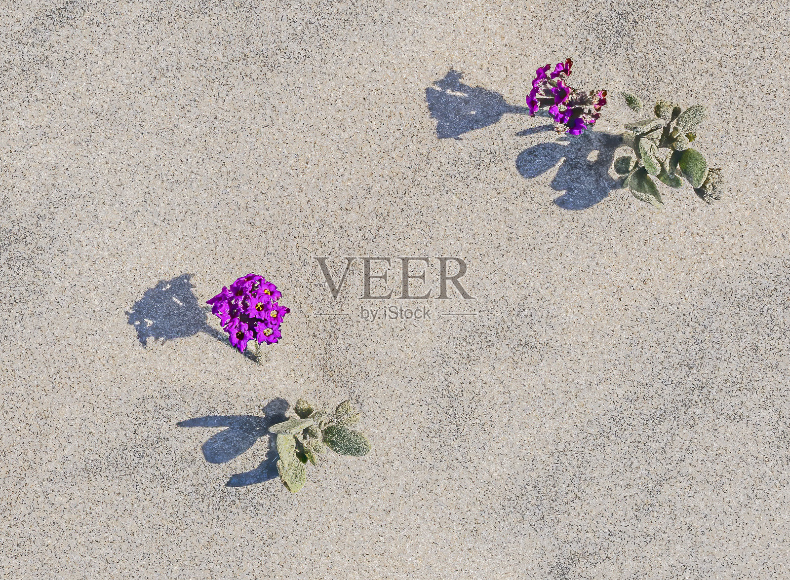 海马鞭草是一种沙马鞭草，俗称红沙马鞭草。这是一种适应海滩的多年生植物，原产于墨西哥的下加利福尼亚南部。照片摄影图片