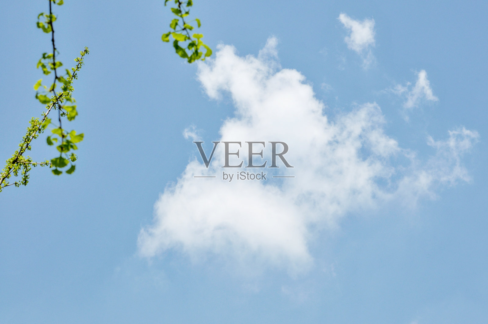 绿色的银杏叶在蓝天的背景照片摄影图片