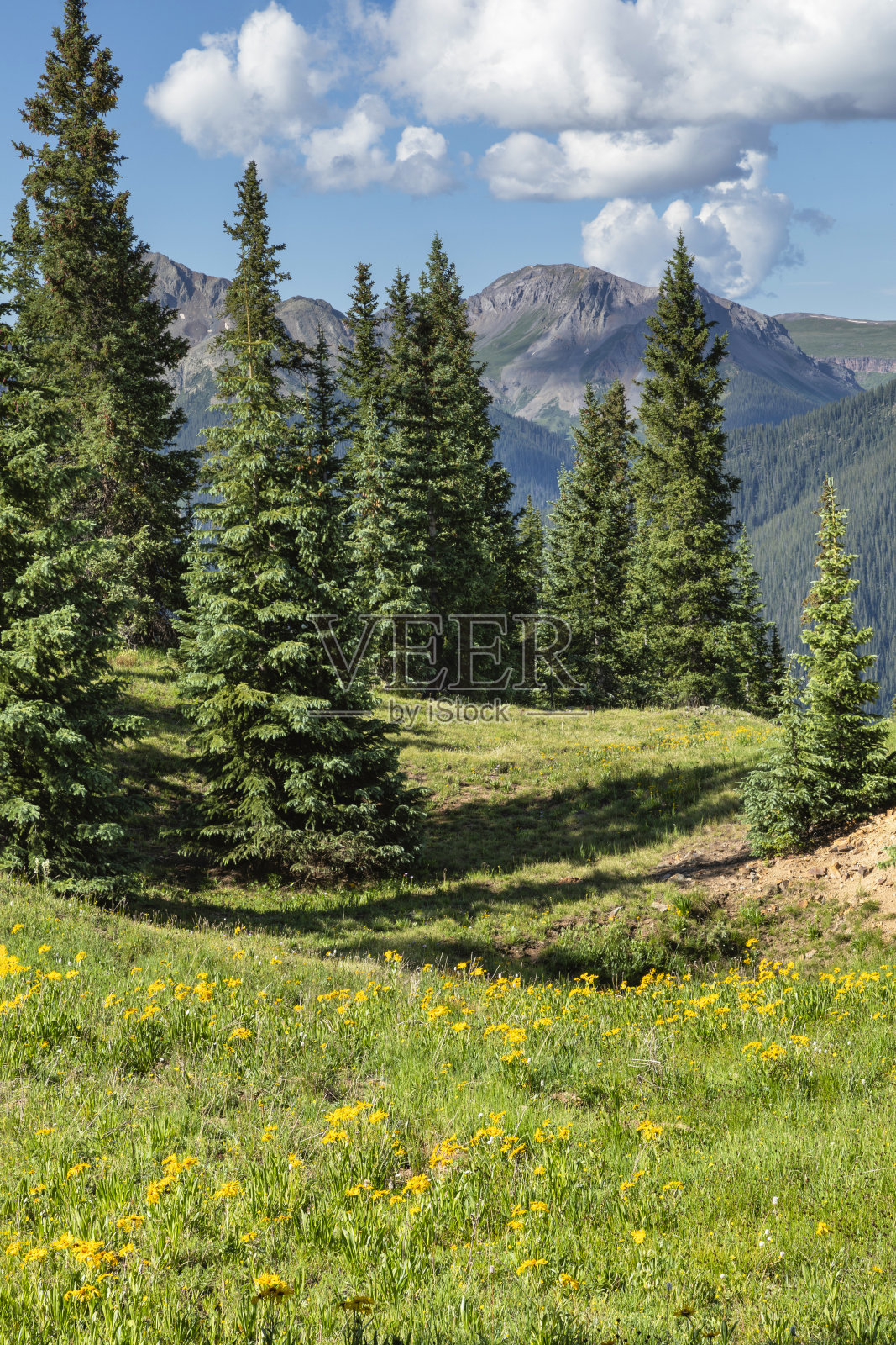 科罗拉多州西尔弗顿的高山草地照片摄影图片