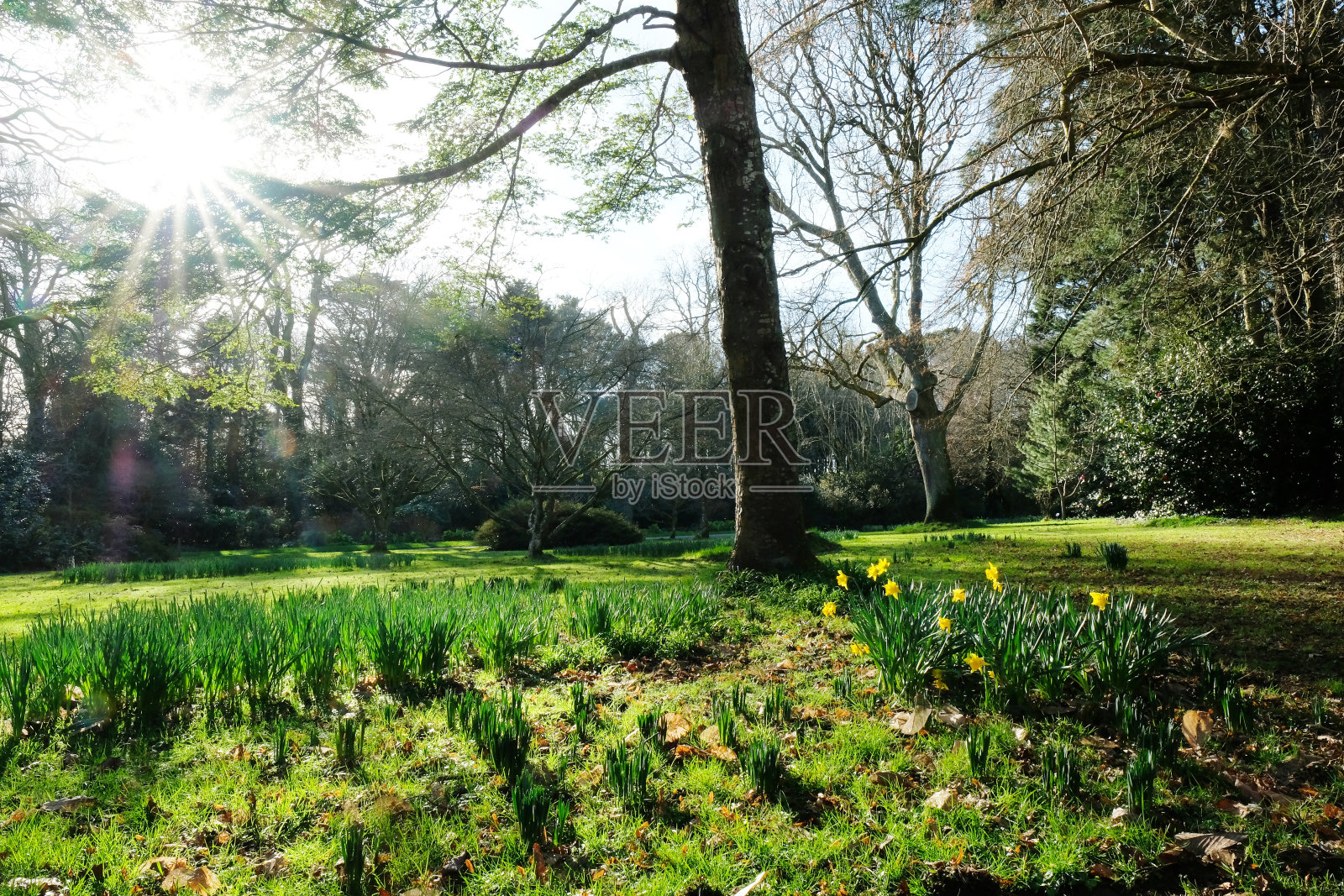 春天的花园照片摄影图片
