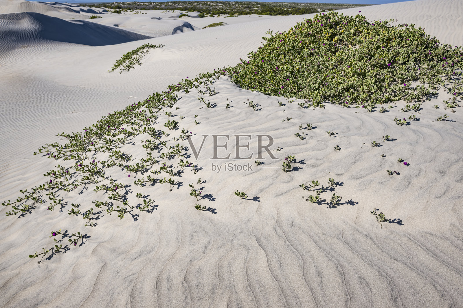海马鞭草是一种沙马鞭草，俗称红沙马鞭草。这是一种适应海滩的多年生植物，原产于墨西哥的下加利福尼亚南部。照片摄影图片