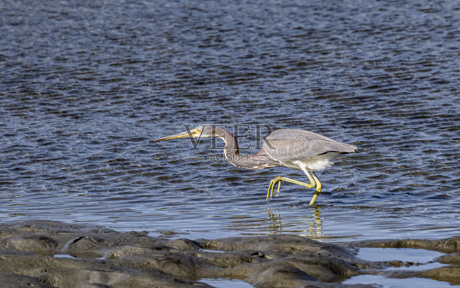 三色鹭，三色白鹭，是一种小型的苍鹭，原产于美洲沿海地区。拉古纳·奥霍·德·利布雷，下加利福尼亚南部，墨西哥。照片摄影图片