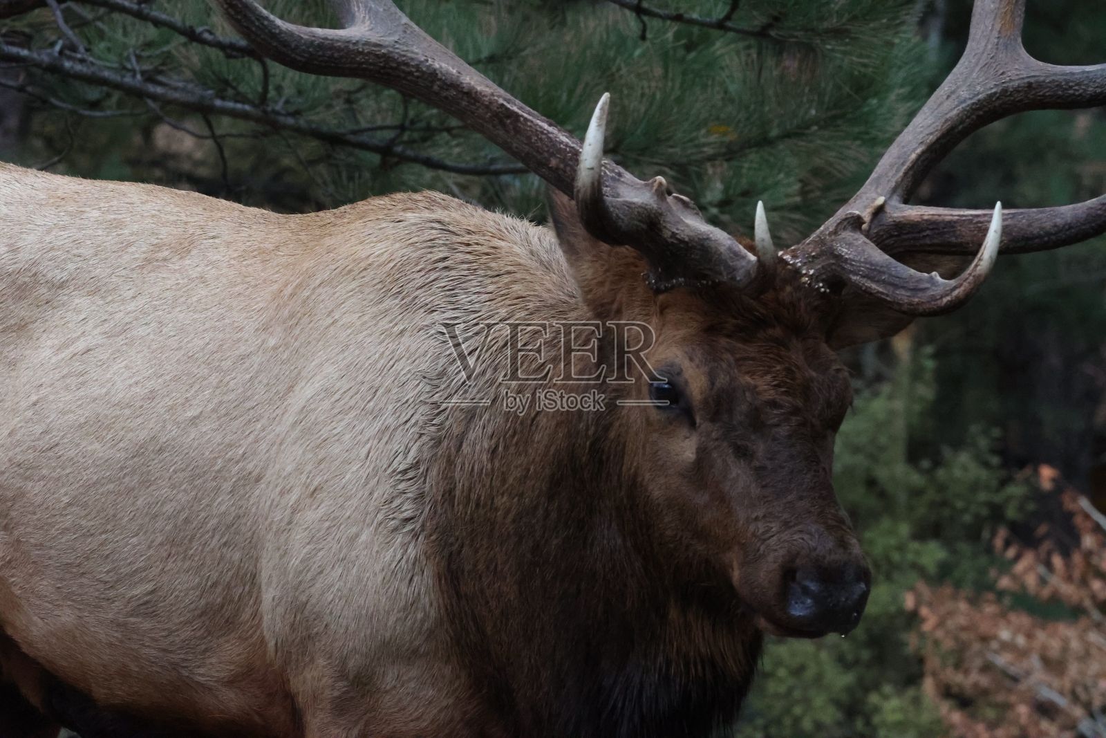 一只大型棕色科罗拉多公麋鹿的特写照片摄影图片