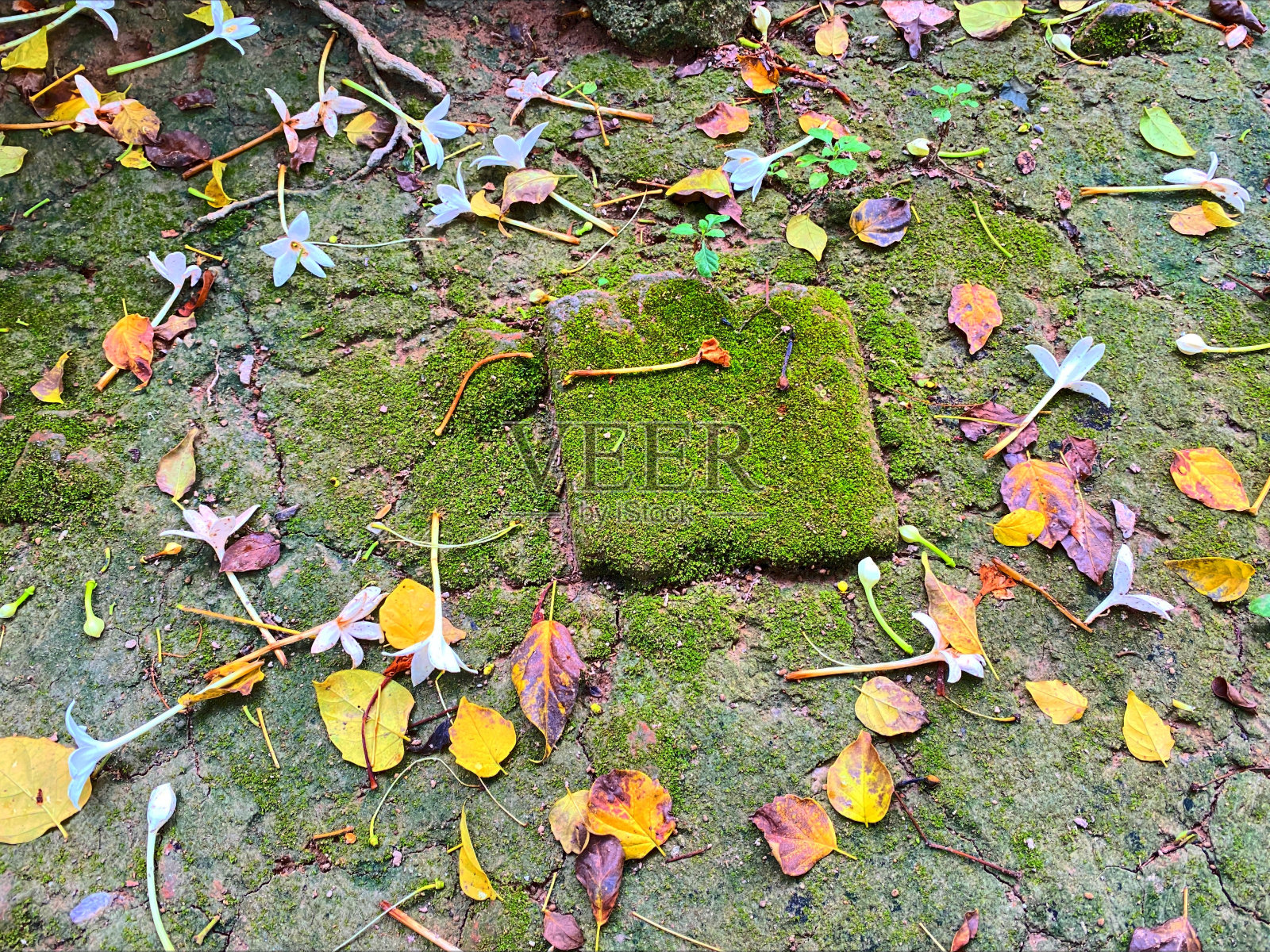 这是长满青苔的地面俯视图。照片摄影图片