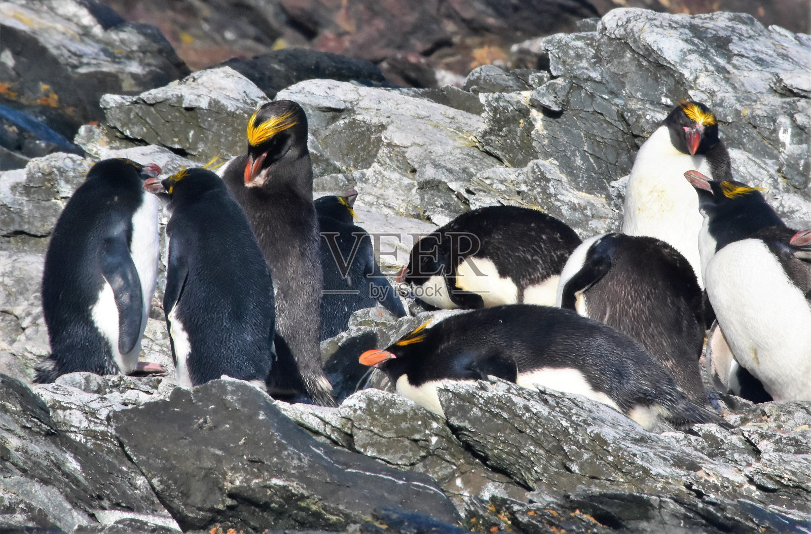 南乔治亚-岩石上的跳岩企鹅照片摄影图片