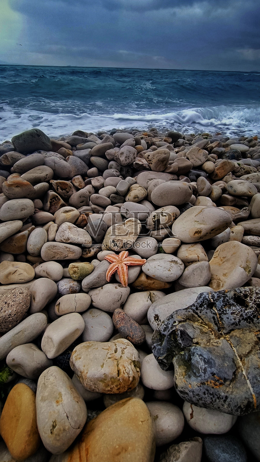 卵石滩上的橙色海星照片摄影图片