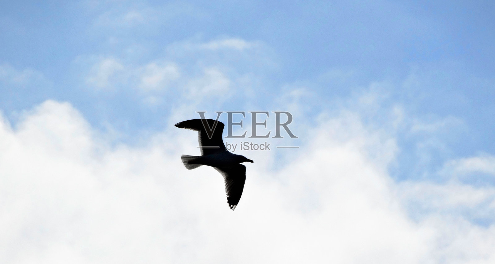 海鸥的剪影照片摄影图片