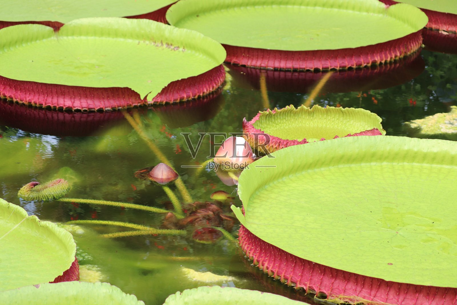 植物照片摄影图片