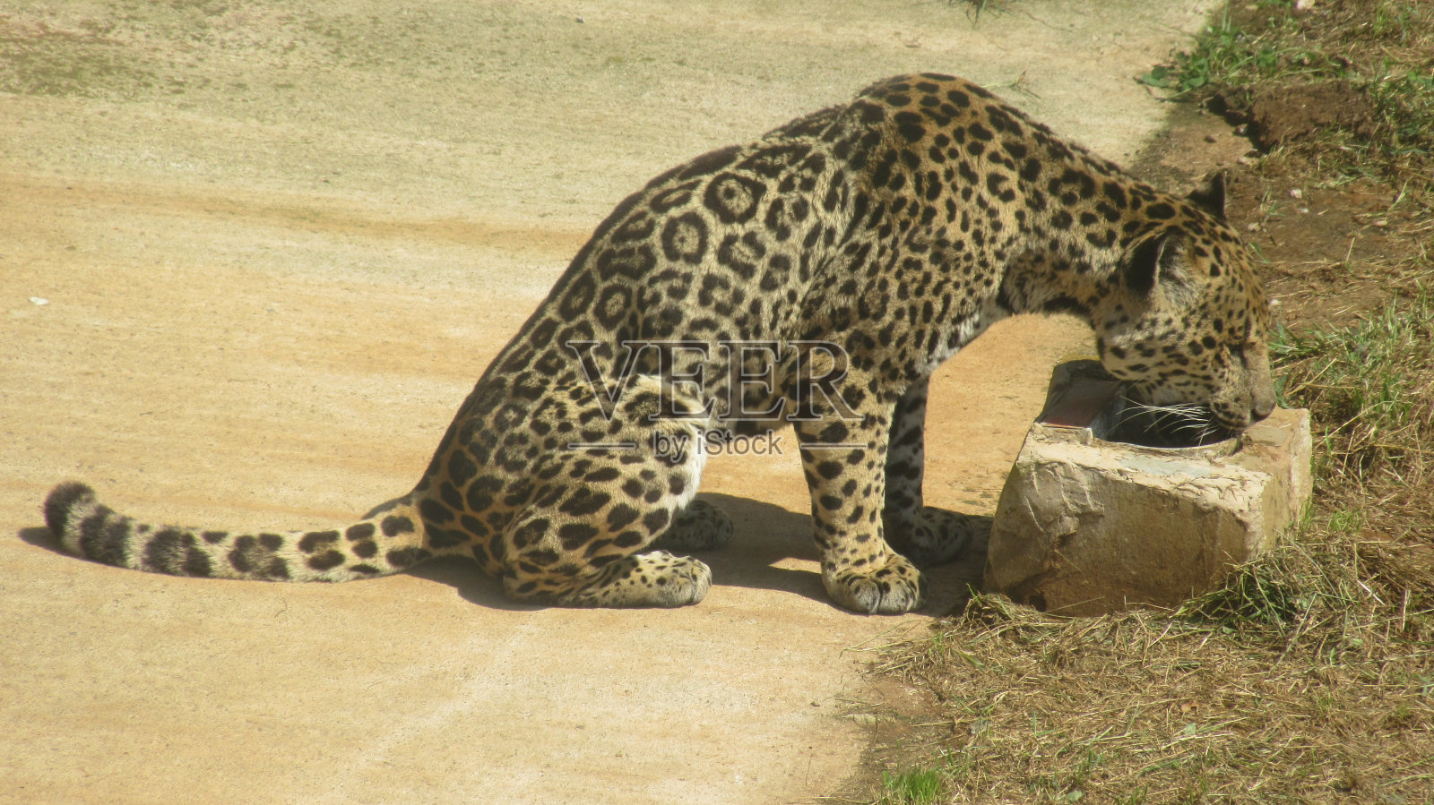 捷豹照片摄影图片
