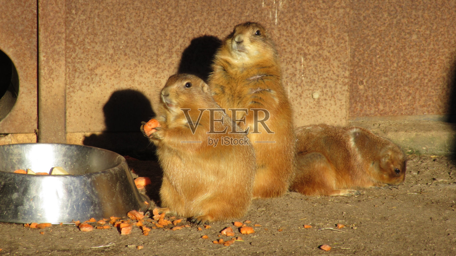 草原土拨鼠照片摄影图片