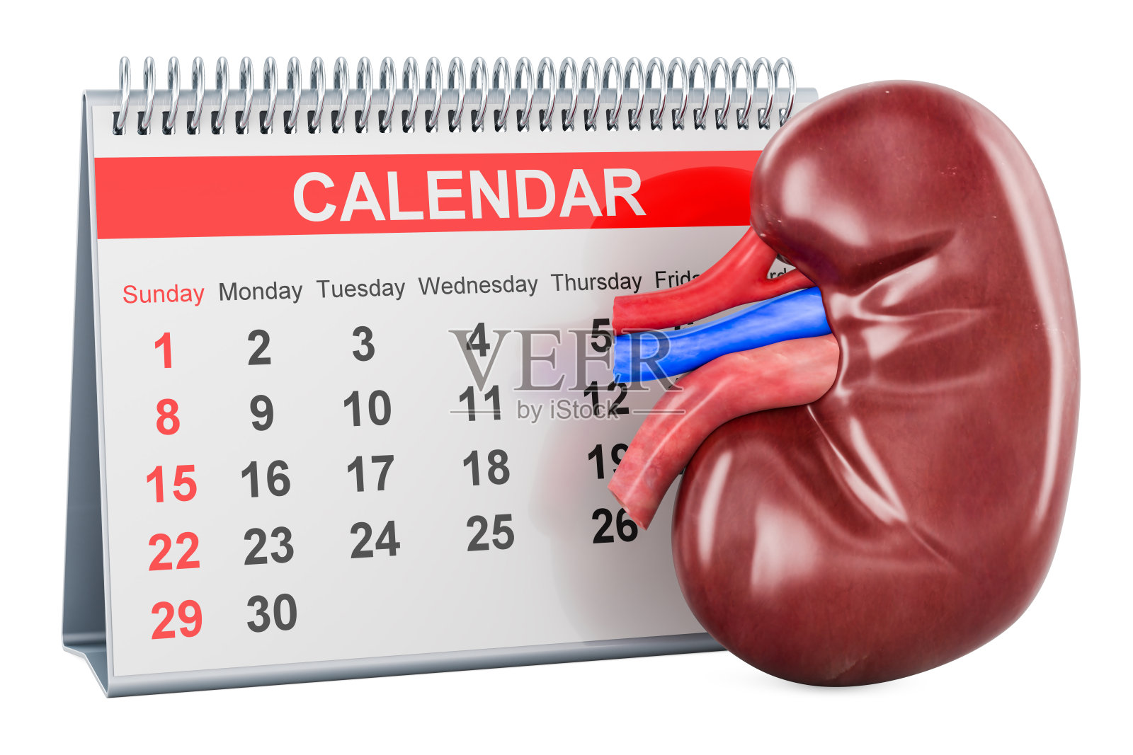 人体肾脏与台历，3D渲染照片摄影图片