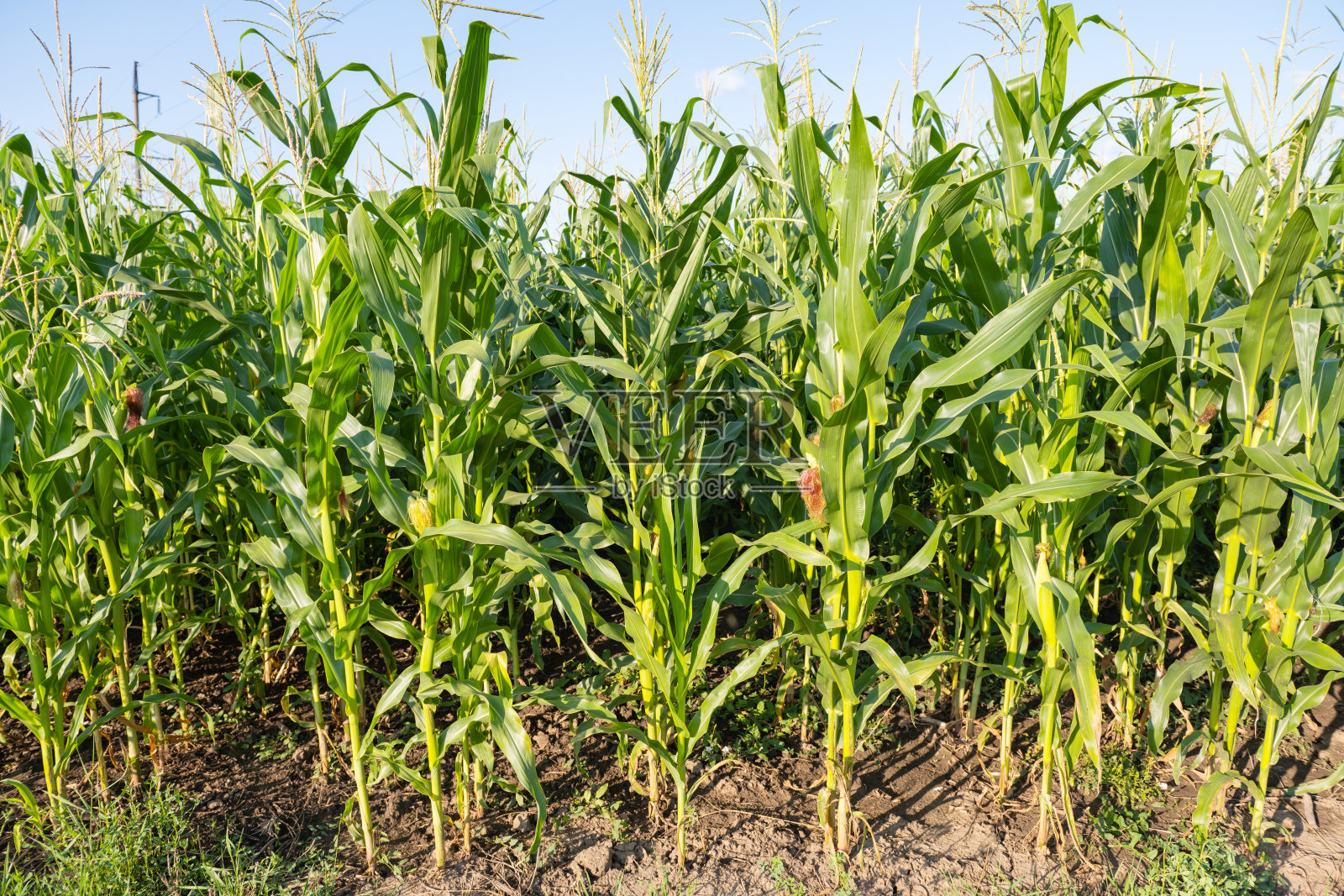 在一个阳光明媚的日子里，长满绿色玉米的田地照片摄影图片