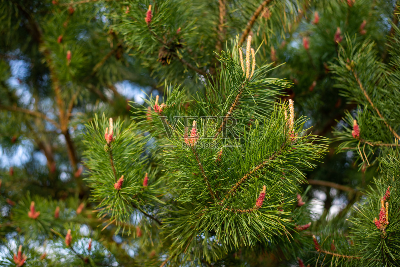 松树的绿枝照片摄影图片