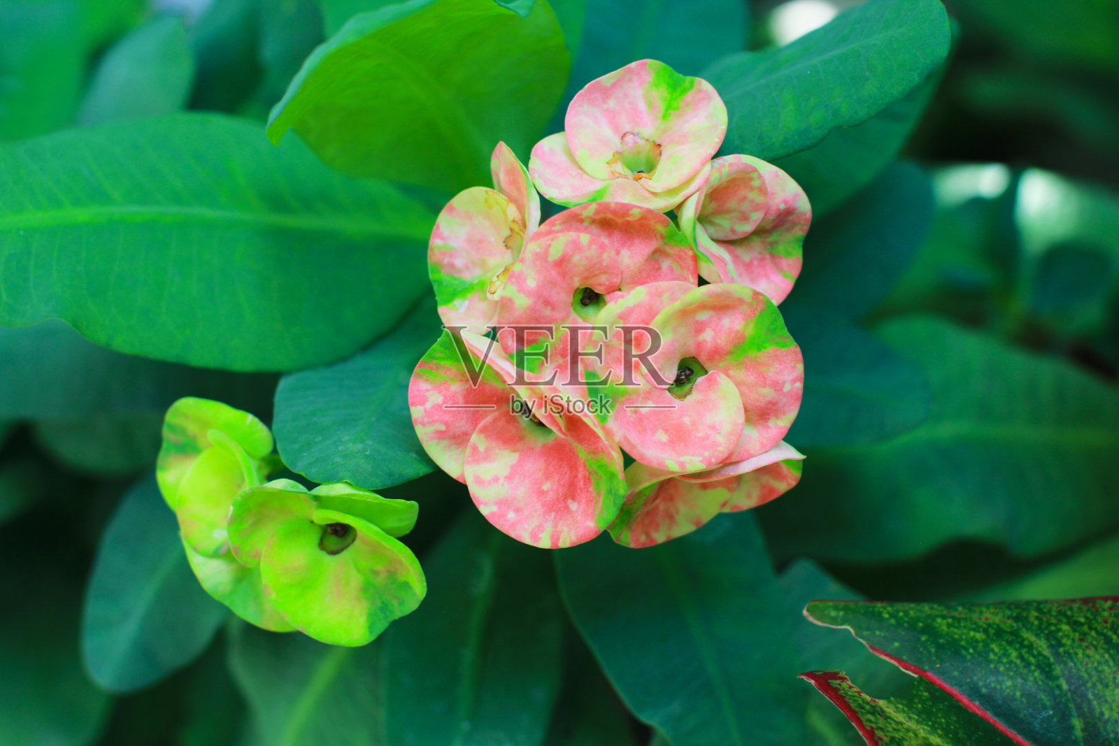 红冠刺植物开花的特写照片摄影图片