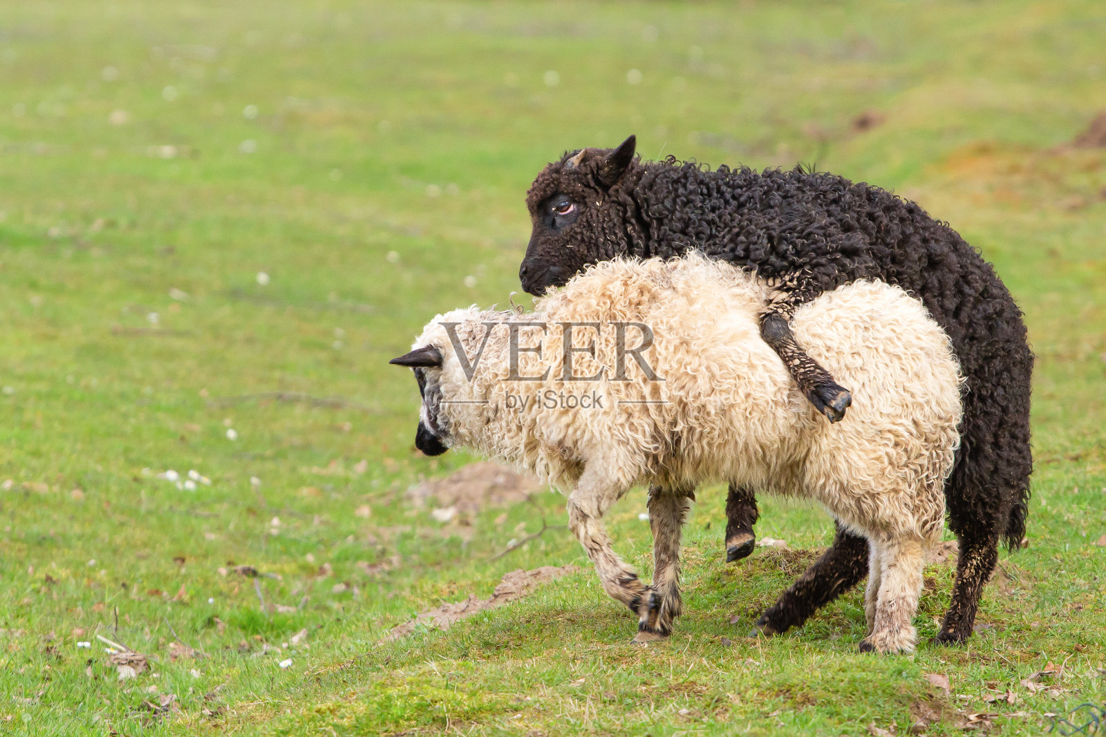 春天，黑色和白色的小羊在绿色的草地上交配。照片摄影图片