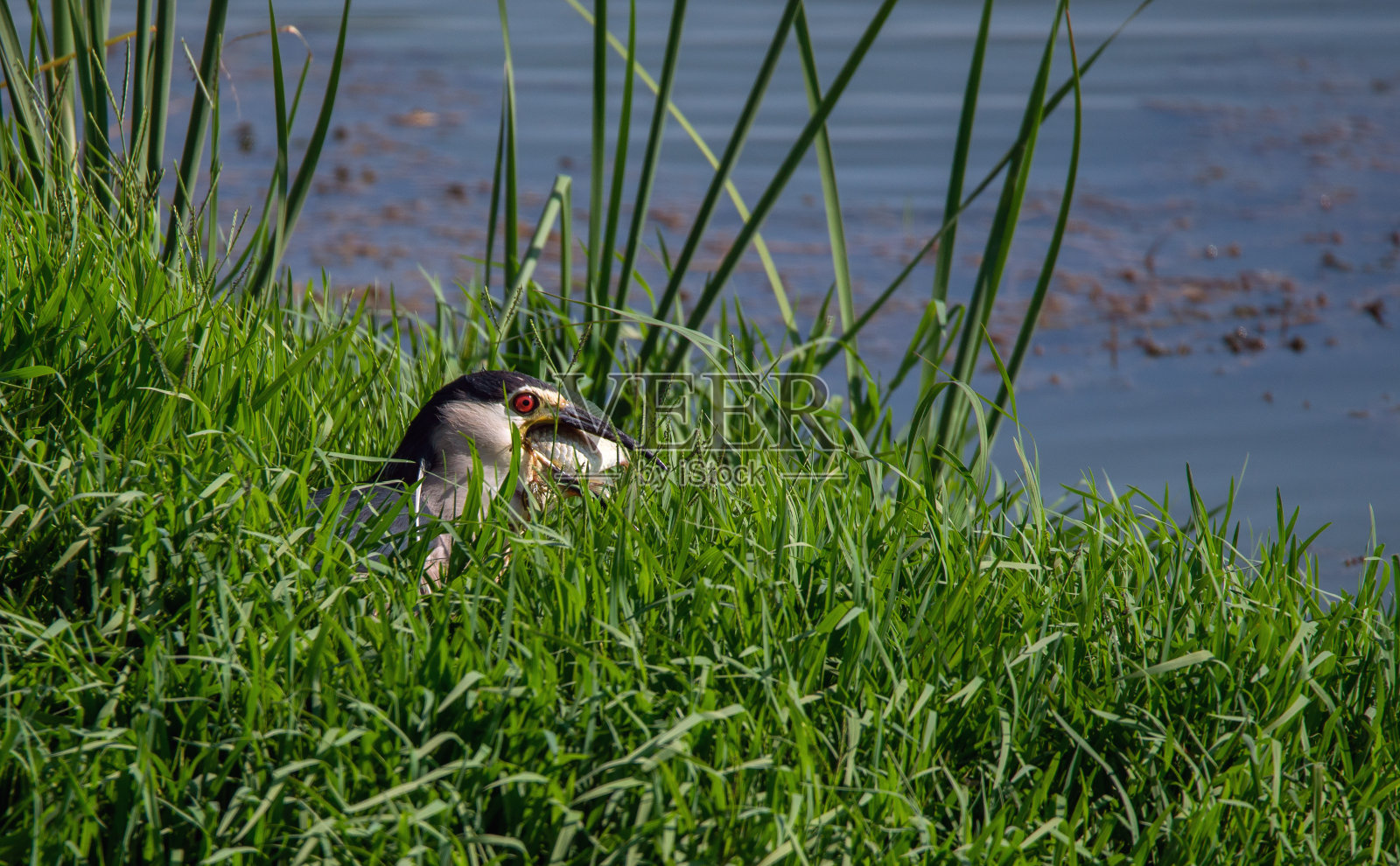 夜鹭鸟照片摄影图片