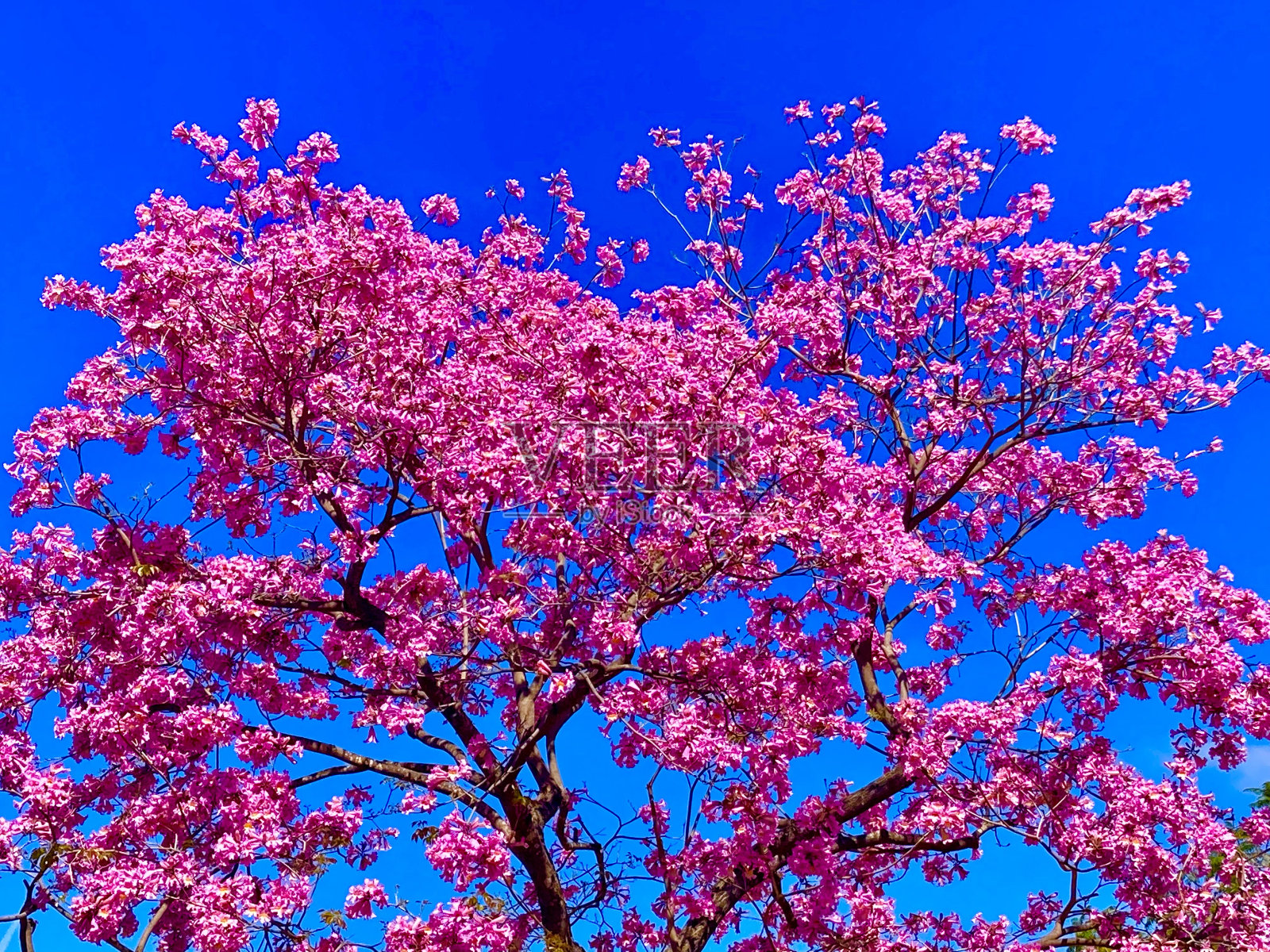 粉红色的花朵照片摄影图片