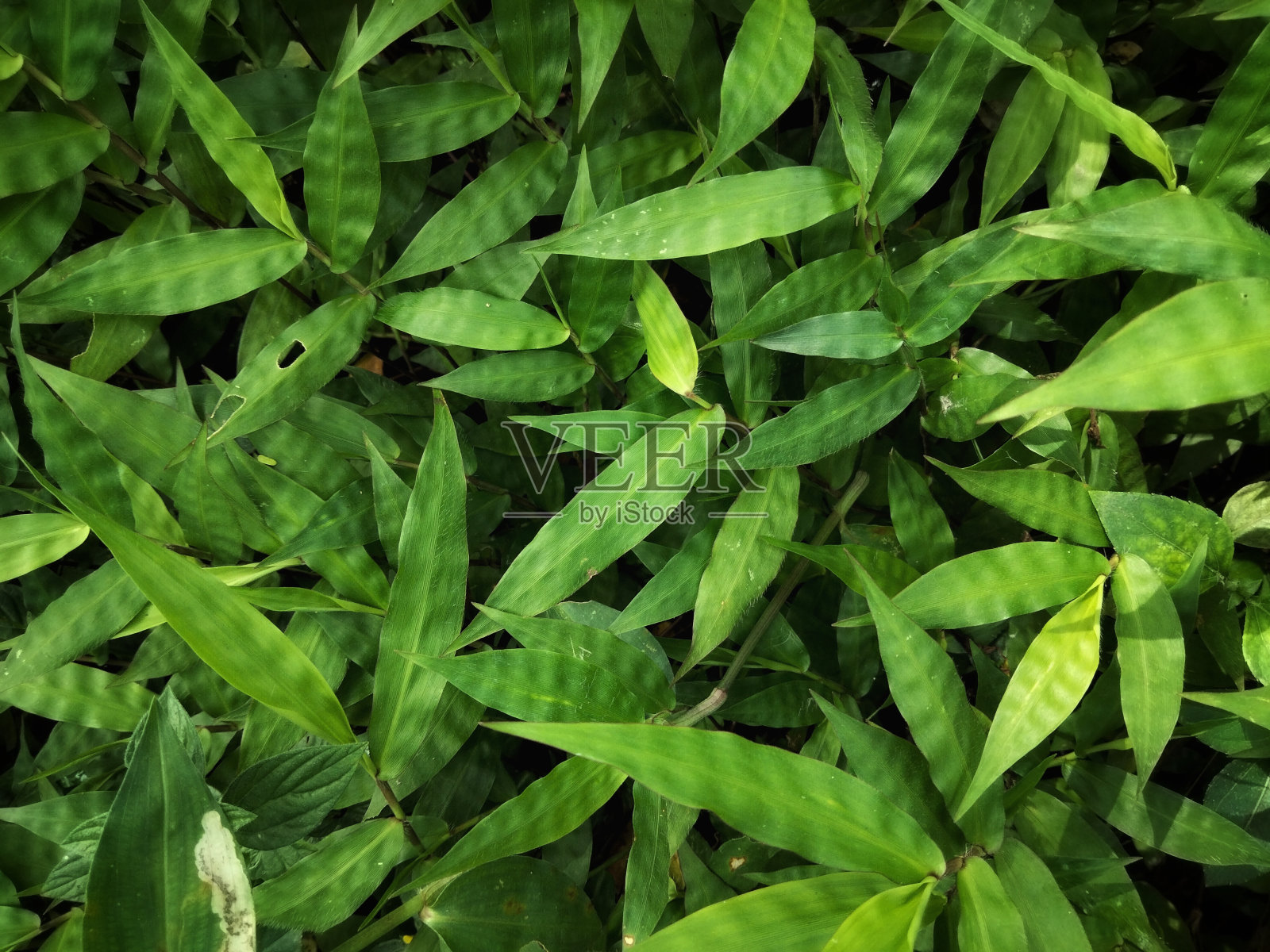 绿草背景照片摄影图片