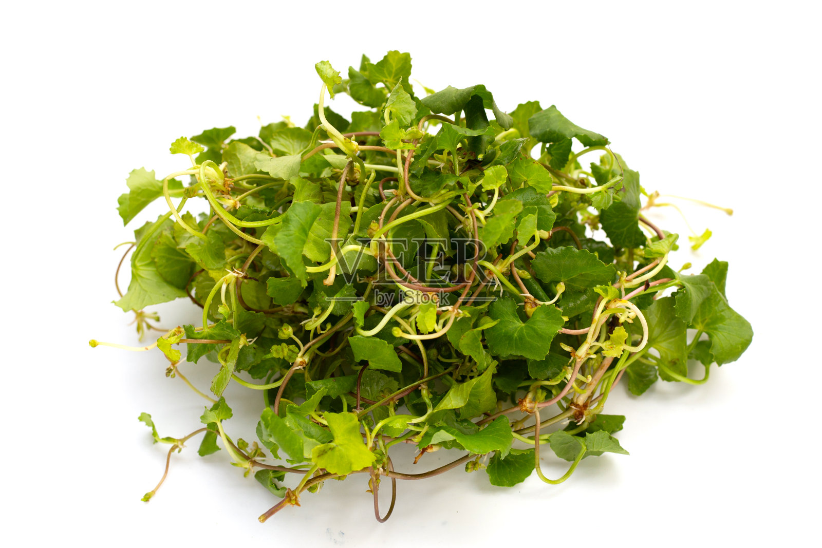 草科植物或亚洲九尾草，印度九尾草照片摄影图片