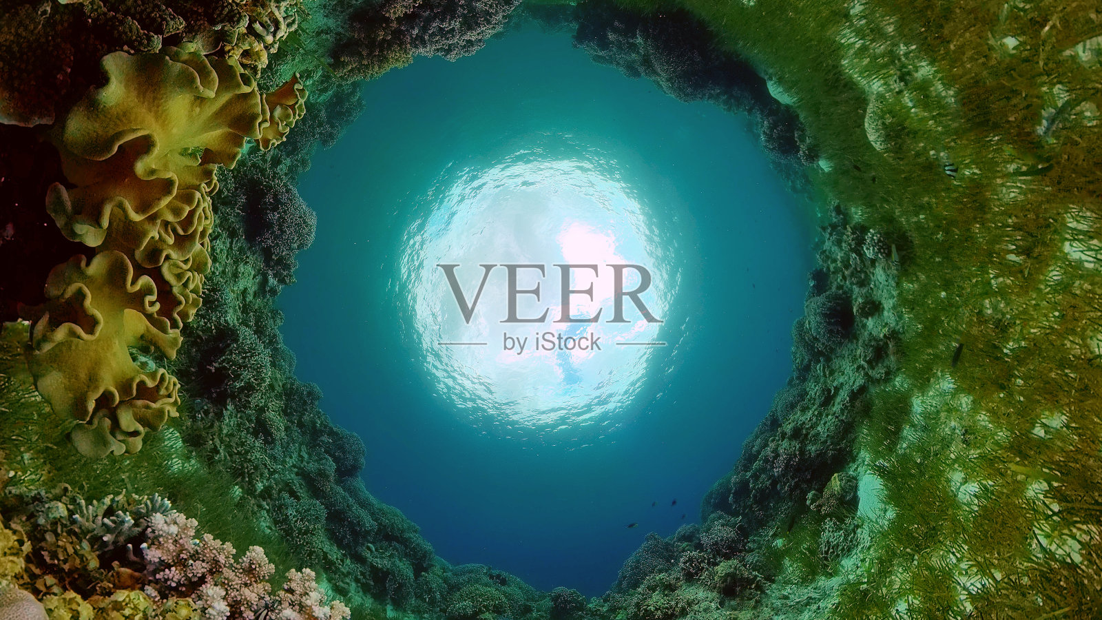 水下有鱼的珊瑚礁。菲律宾。照片摄影图片