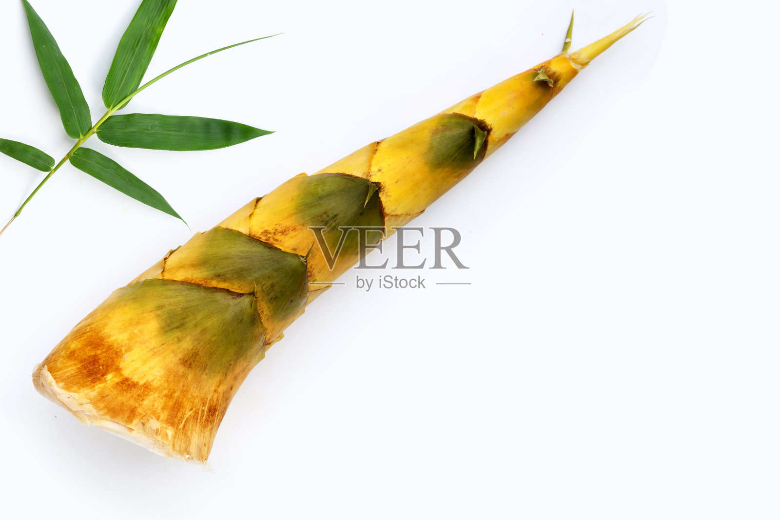 白底竹笋。照片摄影图片