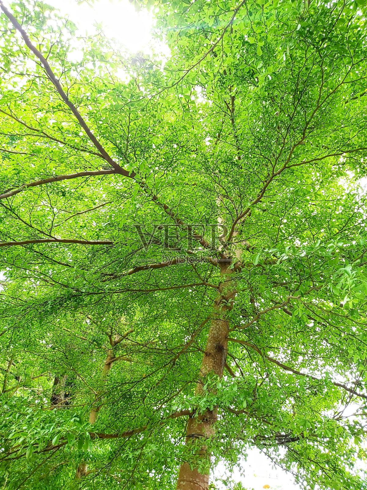 成荫的树照片摄影图片