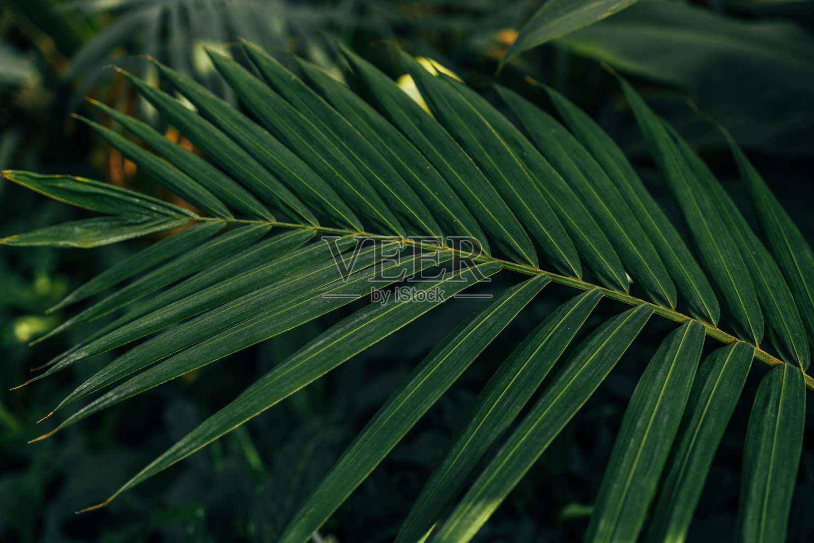 棕榈叶深绿色背景照片摄影图片