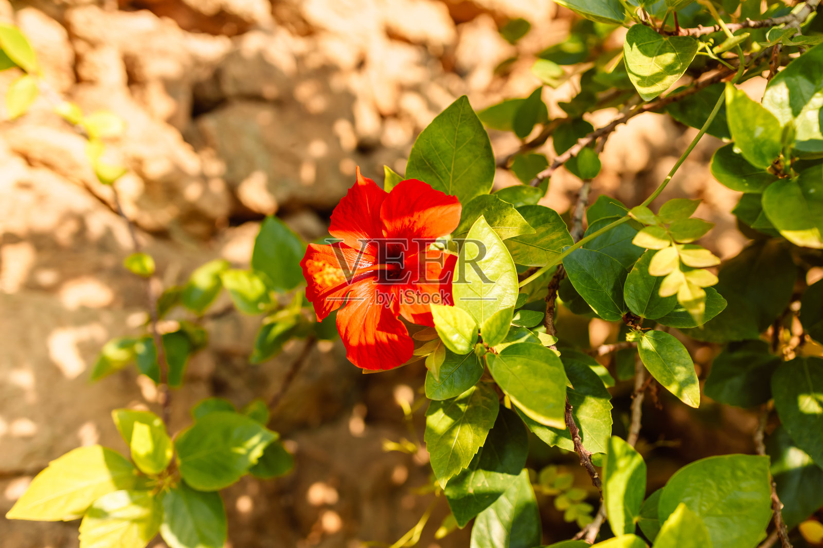 玫瑰芙蓉是一种开花植物，被称为中国芙蓉、中国玫瑰、夏威夷芙蓉、玫瑰锦葵、鞋黑植物。照片摄影图片