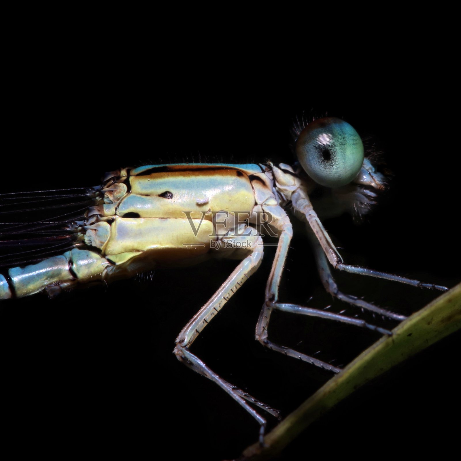 绿色豆娘的特写或微距照片照片摄影图片