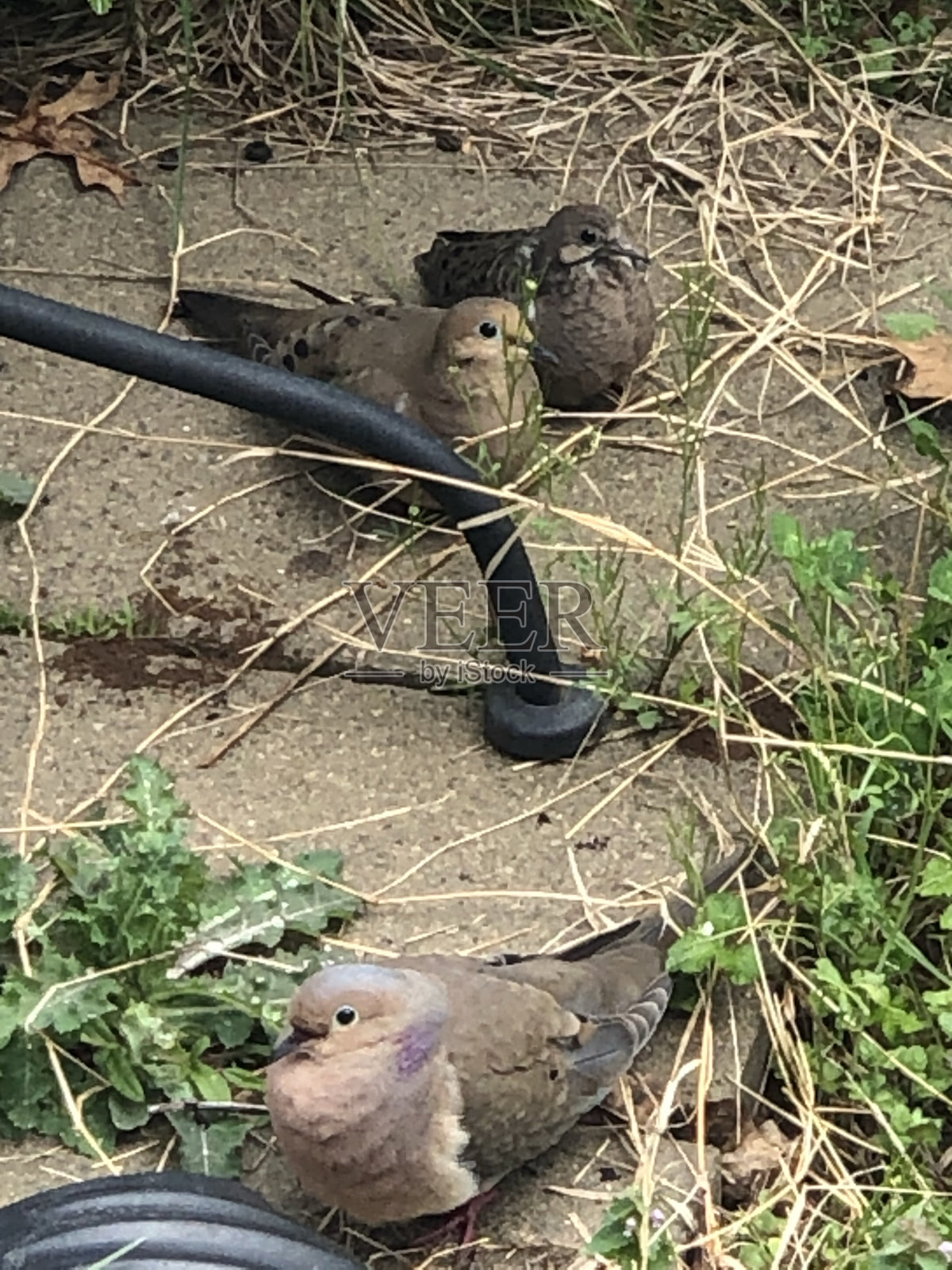 鸽子照片摄影图片